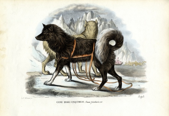 Inuit Sled Dog à Raimundo Petraroja