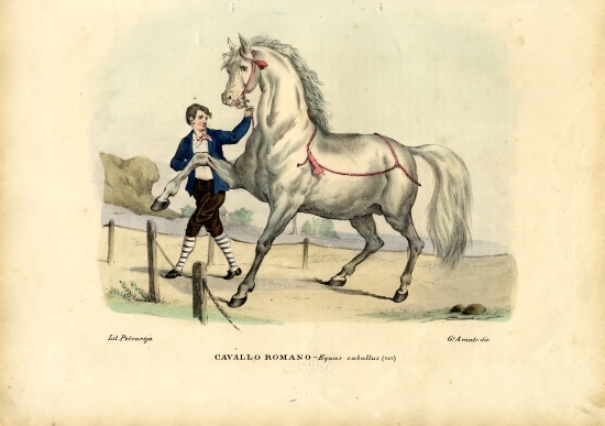 Italian Horse à Raimundo Petraroja