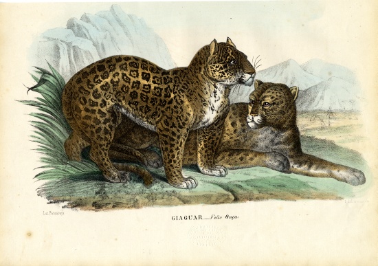 Jaguar à Raimundo Petraroja