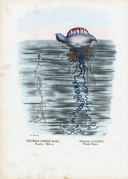 Jellyfish à Raimundo Petraroja