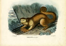 Kinkajou