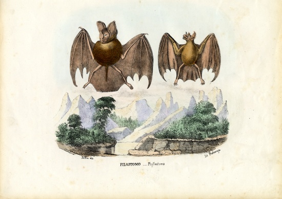 Leaf-Nosed Bats à Raimundo Petraroja