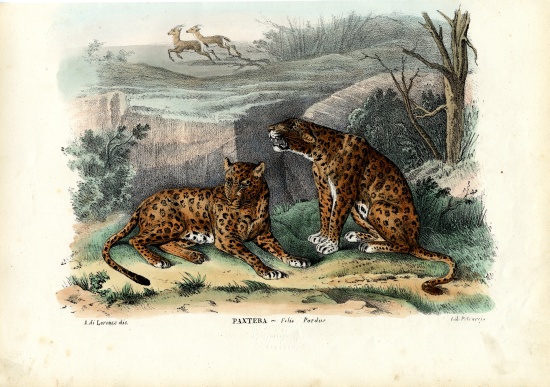Leopard à Raimundo Petraroja