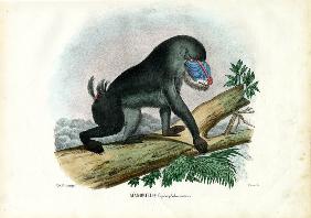 Mandrill