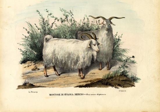 Merino Sheep à Raimundo Petraroja