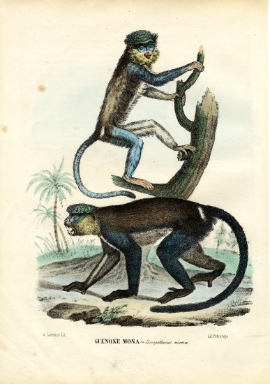 Mona Monkey à Raimundo Petraroja