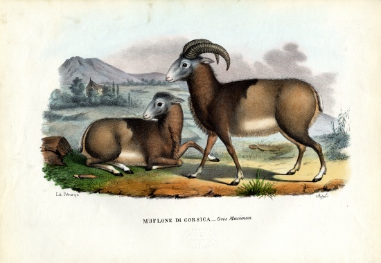 Mouflon à Raimundo Petraroja