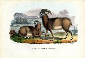 Mouflon