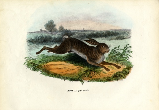 Mountain Hare à Raimundo Petraroja