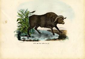 Musk Ox