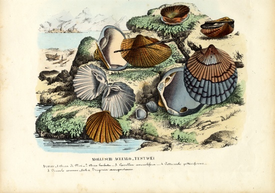 Mussels à Raimundo Petraroja