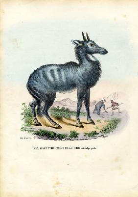 Nilgai