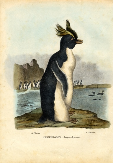 Northern Rockhopper Penguin à Raimundo Petraroja