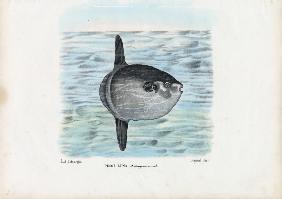 Ocean Sunfish