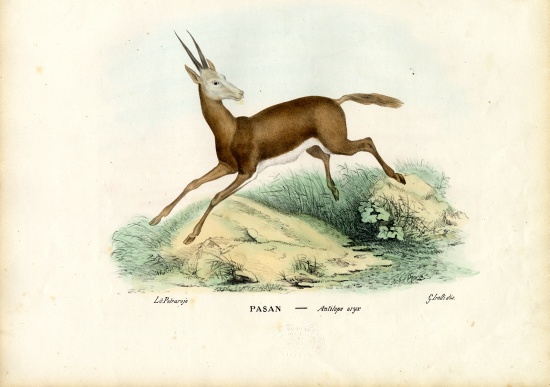 Oryx à Raimundo Petraroja