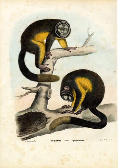Owl Monkey à Raimundo Petraroja