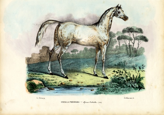 Persian Horse à Raimundo Petraroja