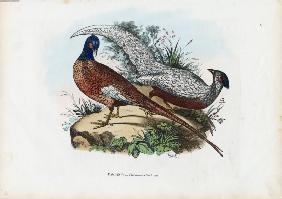 Pheasant