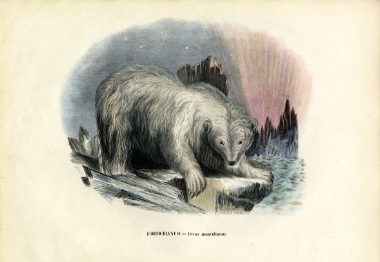 Polar Bear à Raimundo Petraroja