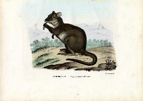 Potoroo