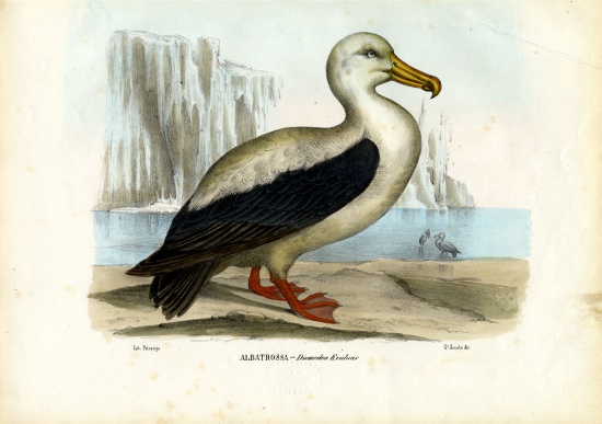Royal Albatross à Raimundo Petraroja