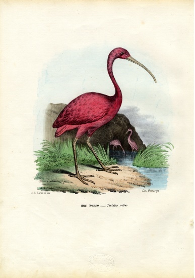 Scarlet Ibis à Raimundo Petraroja