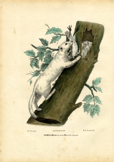 Short-Tailed Weasel à Raimundo Petraroja