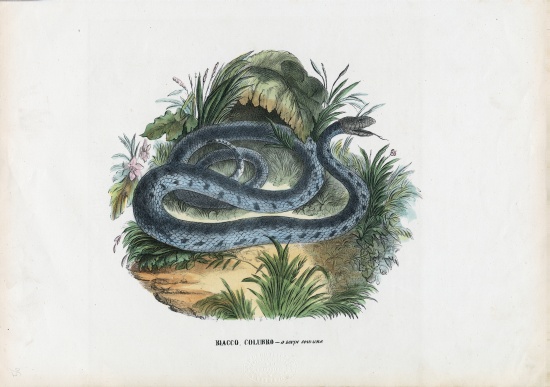 Snakes à Raimundo Petraroja