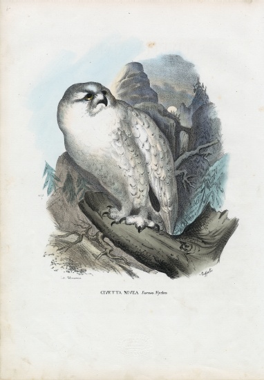 Snowy Owl à Raimundo Petraroja