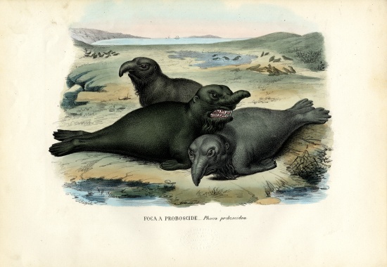 Southern Elaphant Seal à Raimundo Petraroja