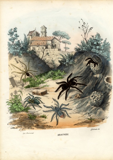 Spiders à Raimundo Petraroja