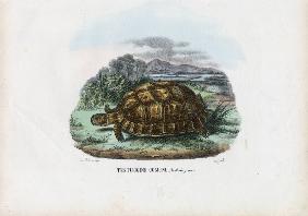 Spur-Thighed Tortoise