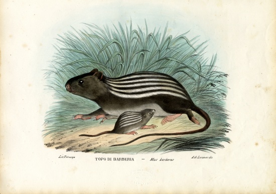 Striped Mouse à Raimundo Petraroja