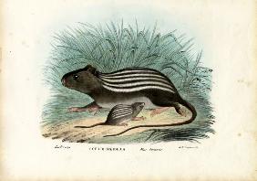 Striped Mouse