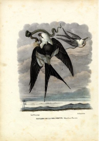 Swallow-Tailed Kite à Raimundo Petraroja