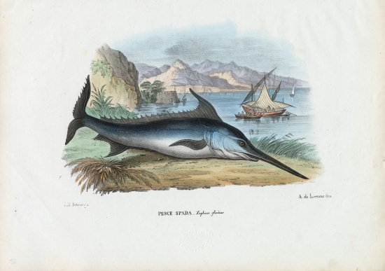 Swordfish à Raimundo Petraroja