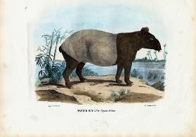 Malayan Tapir