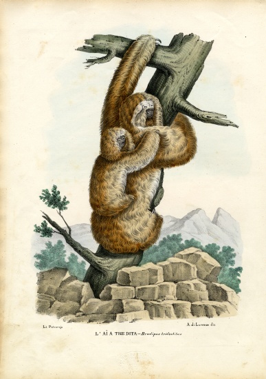 Three-Toed Sloth à Raimundo Petraroja