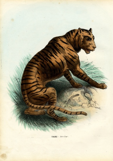 Tiger à Raimundo Petraroja