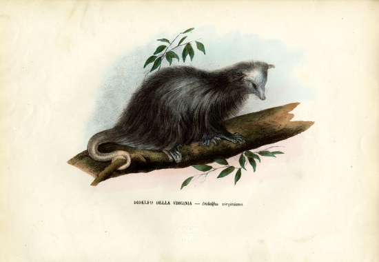 Virginia Opossum à Raimundo Petraroja