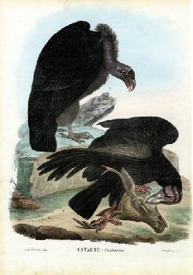 Vultures