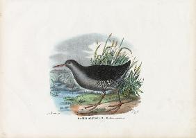 Water Rail