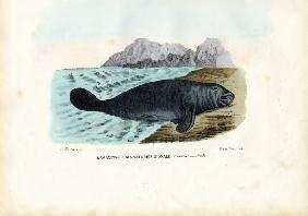 West Indian Manatee