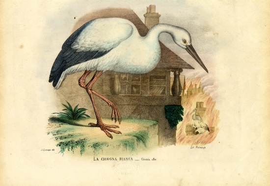 White Stork à Raimundo Petraroja