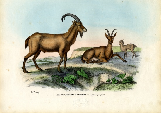Wild Goat à Raimundo Petraroja