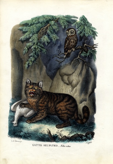 Wildcat à Raimundo Petraroja