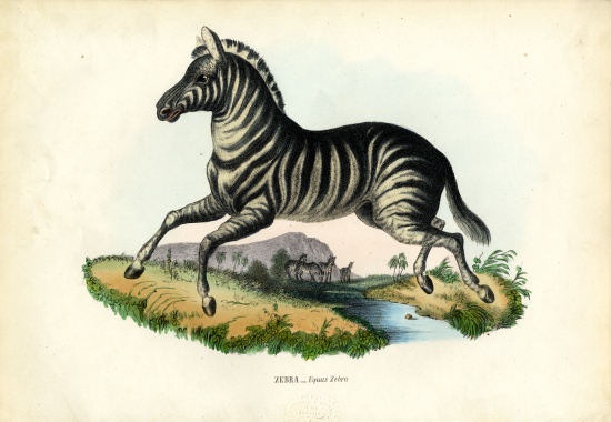 Zebra à Raimundo Petraroja