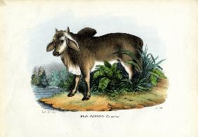 Zebu