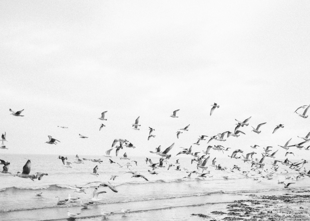Seagulls - Coastal black and white à Raisa Zwart