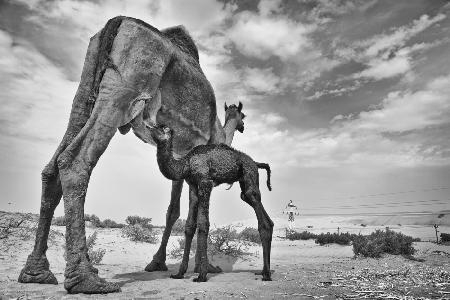 Feeding